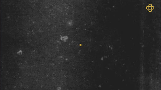 Sneakbies - Sneakers ecofriendly asymétriques